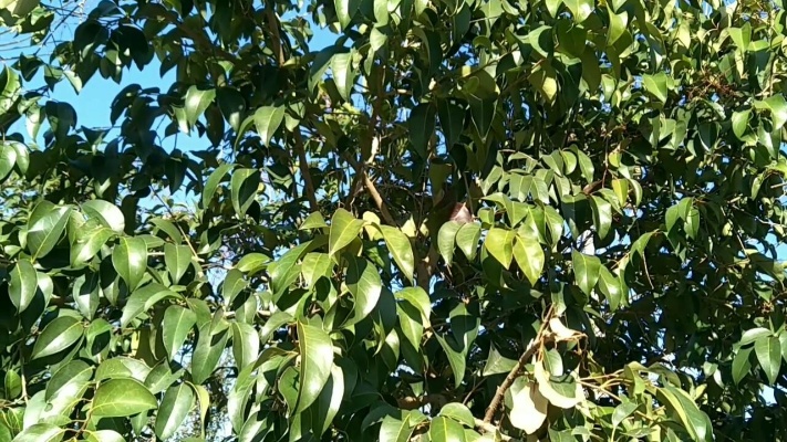 女贞树，四季常青的绿化树，十五公分价值900元左右，四五年成材