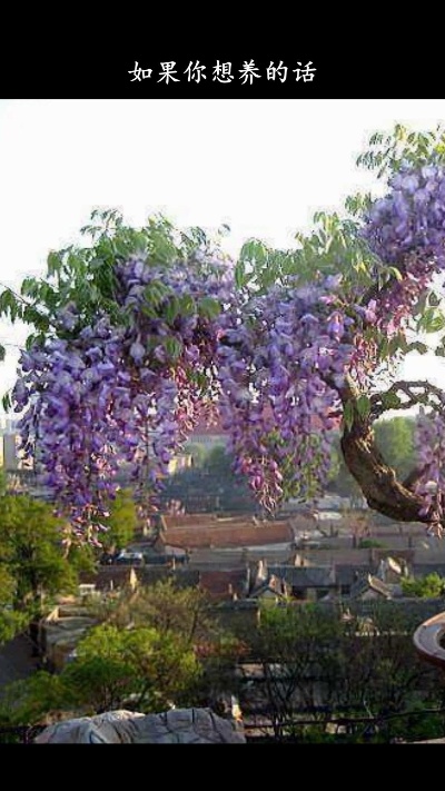紫藤开花漂亮，春季是它的花期，选对品种，也能养好开爆盆！